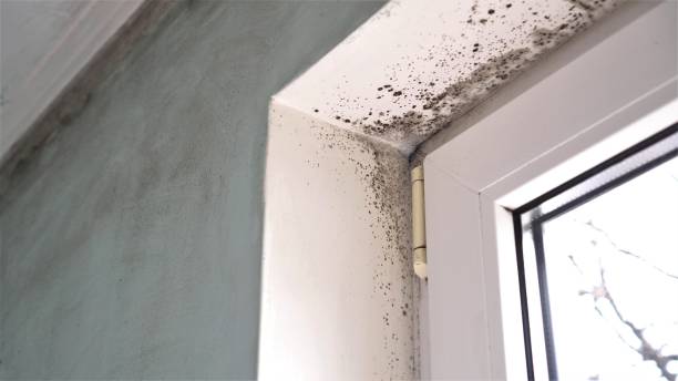 Best Commercial Mold Remediation in USA